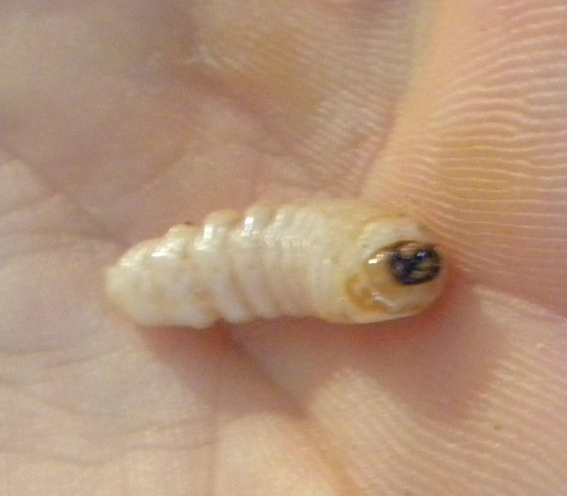 identificazione larva di Cerambycidae